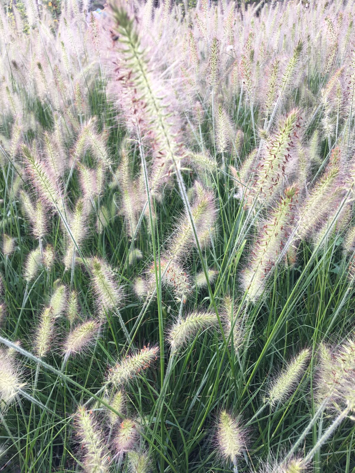 GRAMINACEE COLTIVAZIONE E VENDITA